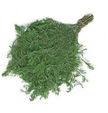 Ялівцевий